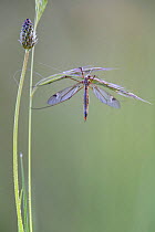 Crane fly {Tipula sp.} hanging off blade of grass, Los barruecos NP, Malpartida de Caceres, Extremadura, Spain