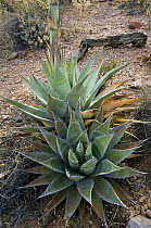 Parry's Century Plant (Agave parryi). Organ Pipe Cactus National Monument, Arizona, USA