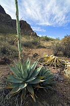 Parry's Century Plant (Agave parryi). Organ Pipe Cactus National Monument, Arizona, USA 2007