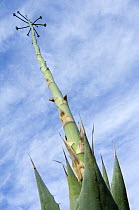 Parry's Century Plant (Agave parryi). Organ Pipe Cactus National Monument, Arizona, USA