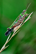 Short-horned grasshopper (Aiolopus thalassinus) on grass stem. La Brenne, France.