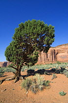 Arizona Cypress (Cupressus arizonica). Monument Valley, Arizona, USA 2007