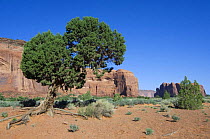 Arizona Cypress (Cupressus arizonica). Monument Valley, Arizona, USA 2007