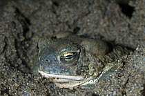 Arizona toad (Bufo microscaphus) burrowing in mud and showing the transparent inner eyelid or nictating membrane, Arizona, USA. Captive