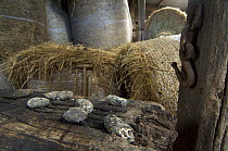 Barn owl  (Tyto alba) regurgitated pellets on hay bales in barn. Belgium
