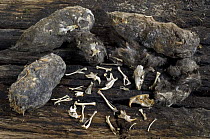 Barn owl (Tyto alba) regurgitated pellets showing bones and skulls of mice. Belgium.