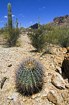 Compass / Fishhook Barrel Cactus (Ferocactus wislizeni). Organ Pipe Cactus National Monument, Arizona, USA 2007
