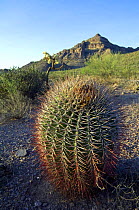 Compass / Fishhook Barrel Cactus (Ferocactus wislizeni). Organ Pipe Cactus National Monument, Arizona, USA 2007