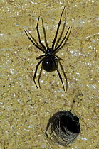 Western Black widow (Latrodectus hesperus) spider leaving burrow / hole in wall. Arizona, USA