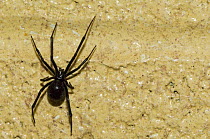 Western Black widow (Latrodectus hesperus) spider on wall of building. Arizona, USA