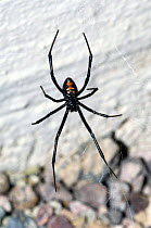 Western Black widow (Latrodectus hesperus) spider on web. Arizona, USA