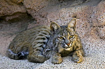 American Bobcat (Lynx rufus / Felis rufus) resting in cave. Arizona, USA. Captive.