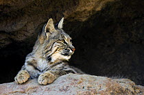 American Bobcat (Lynx rufus / Felis rufus) portrait resting in cave. Arizona, USA. Captive.