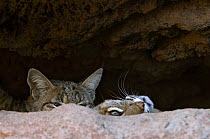 Two American Bobcats (Lynx rufus / Felis rufus) peering over rock in cave. Arizona, USA. Captive.