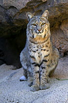 American Bobcat (Lynx rufus / Felis rufus) portrait, sitting in front of cave. Arizona, USA. Captive.