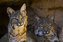 Two American Bobcats (Lynx rufus / Felis rufus) resting in cave. Arizona, USA. Captive.