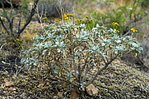 Brittlebush (Encelia farinosa) in flower. Organ Pipe National Monument, Arizona, USA.