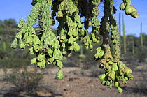 Chain fruit / Jumping cholla (Opuntia / Cylindropuntia fulgida) fruit. Organ Pipe Cactus National Monument, Arizona, USA