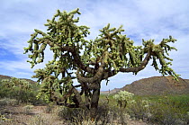 Chain fruit / Jumping cholla (Opuntia / Cylindropuntia fulgida) tree. Organ Pipe Cactus National Monument, Arizona, USA 2007