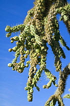 Chain fruit / Jumping cholla (Opuntia / Cylindropuntia fulgida) fruit. Organ Pipe Cactus National Monument, Arizona, USA