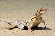 Yuman Desert Fringe-toed Lizard (Uma rufopunctata) portrait. Arizona, USA. Captive.