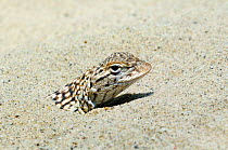 Yuman Desert Fringe-toed Lizard (Uma rufopunctata) burrying itself in desert sand. Arizona, USA. Captive.