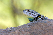 Desert spiny lizard (Sceloporus magister) male showing throat in mating season colours. Saguaro National Park, Arizona, USA