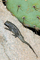 Desert spiny lizard (Sceloporus magister) sunning on rock. Saguaro National Park, Arizona, USA