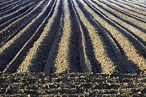 Patterns in ploughed field. Belgium.