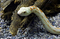 Gopher snake / Bullsnake (Pituophis catenifer), Arizona, USA. Captive.