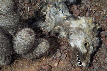 Eastern Grey fox (Urocyon cinereoargenteus) carcass and Cactus. Victim of extreme drought in the Sonoran Desert. Organ Pipe Cactus National Monument, Arizona, USA