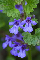Ground ivy (Glechoma hederacea) flowers close-up. La Brenne, France