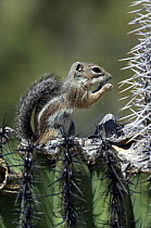 Harris antelope squirrel (Ammospermophilus harrisii) feeding on Saguaro cactus (Carnegiea gigantea). Organ Pipe Cactus National Monument, Arizona, USA