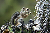 Harris' antelope squirrel (Ammospermophilus harrisii) feeding on Saguaro cactus (Carnegiea gigantea). Organ Pipe Cactus National Monument, Arizona, USA