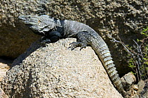 Sonoran Spiny-tailed Iguana (Ctenosaura hemilopha macrolopha) basking on rock, Arizona, USA. Captive.
