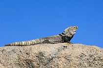 Sonoran Spiny-tailed Iguana (Ctenosaura hemilopha macrolopha) basking on rock. Arizona, USA. (Native to Mexico). Captive.