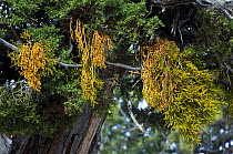 Juniper mistletoe (Phoradendron juniperinum). Grand Canyon National Park, Arizona, USA