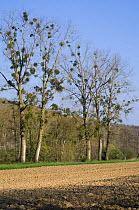 Mistletoe (Viscum album) in Poplar trees (Populus sp) La Brenne, France 2007