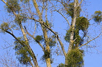 Mistletoe (Viscum album) in Poplar tree (Populus sp) La Brenne, France