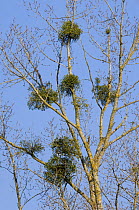 Mistletoe (Viscum album) in Poplar tree (Populus sp) tree. La Brenne, France