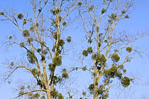 Mistletoe (Viscum album) in Poplar tree (Populus sp) La Brenne, France