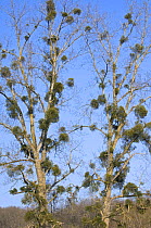Mistletoe (Viscum album) in Poplar trees (Populus sp) La Brenne, France