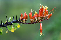 Ocotillo (Fouquieria splendens) flowers and thorns. Organ Pipe Cactus National Monument, Arizona, USA.