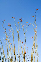 Ocotillo (Fouquieria splendens) in flower. Organ Pipe Cactus National Monument, Arizona, USA