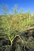 Foothill palo verde (Cercidium microphyllum) showing its smooth green bark, Saguaro NP, Arizona, USA