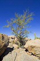 Foothill palo verde (Cercidium microphyllum) among rocks showing its smooth green bark, Saguaro NP, Arizona, USA 2007