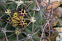 Pima Pineapple Cactus (Coryphantha robustispina). Organ Pipe Cactus National Monument, Arizona, USA