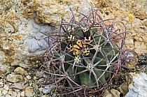 Pima pineapple cactus (Coryphantha robustispina). Organ Pipe Cactus National Monument, Arizona, USA