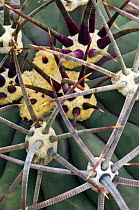 Pima pineapple cactus (Coryphantha robustispina), close-up of spines. Organ Pipe Cactus National Monument, Arizona, USA