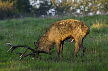 Red Deer (Cervus elaphus) stag spraying urine onto belly and forequarters during the rut. Jaegersborg, Denmark.